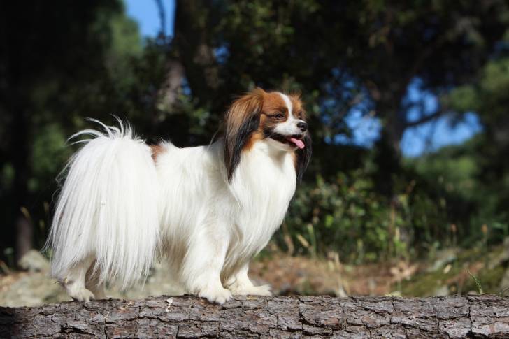 Photo Épagneul Nain Continental Papillon