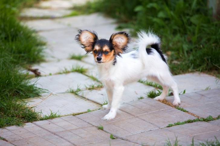 Photo Épagneul Nain Continental Papillon