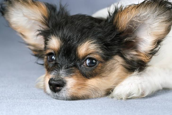 Photo Épagneul Nain Continental Papillon