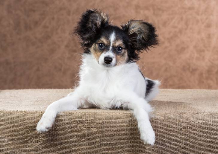 Photo Épagneul Nain Continental Papillon