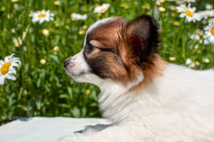 Photo Épagneul Nain Continental Papillon