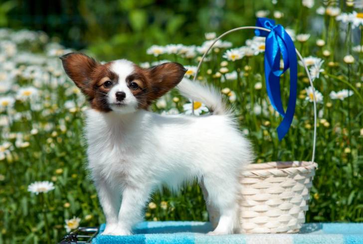Photo Épagneul Nain Continental Papillon