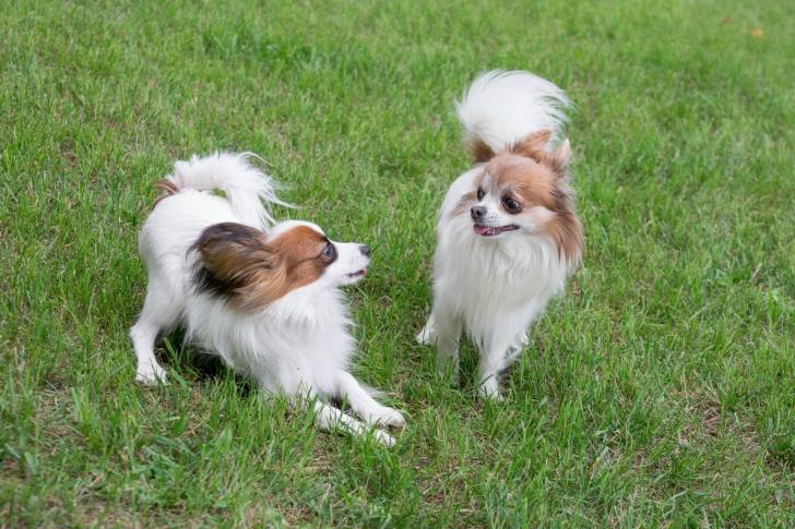Photo Épagneul Nain Continental Papillon