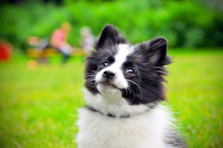Photo Épagneul Nain Continental Papillon