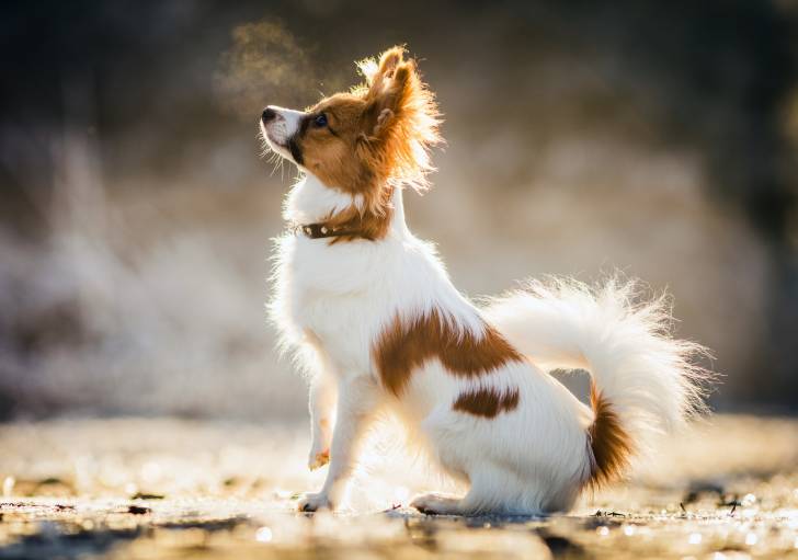 Photo Épagneul Nain Continental Papillon
