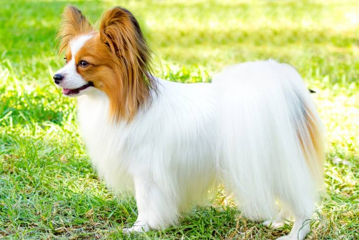Photo Épagneul Nain Continental Papillon