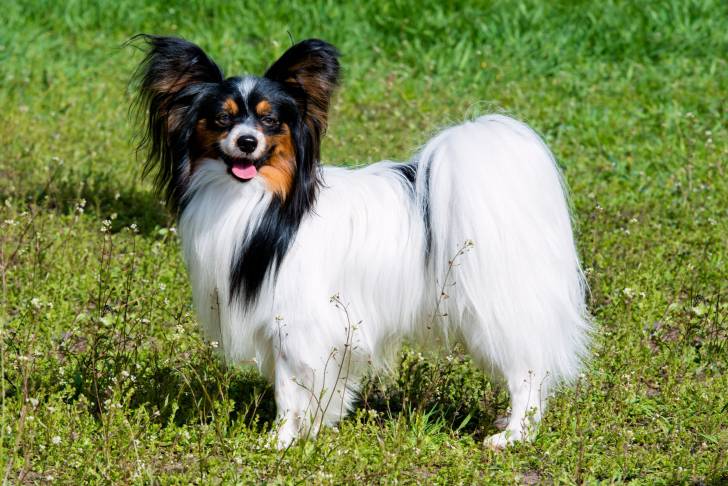 Photo Épagneul Nain Continental Papillon