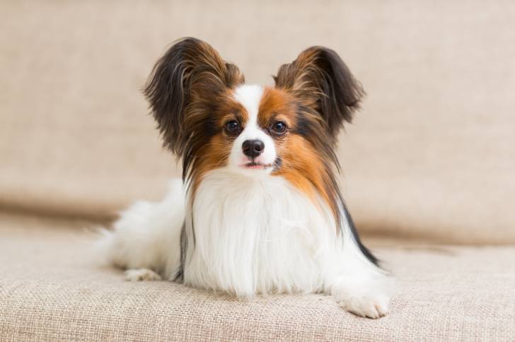 Photo Épagneul Nain Continental Papillon