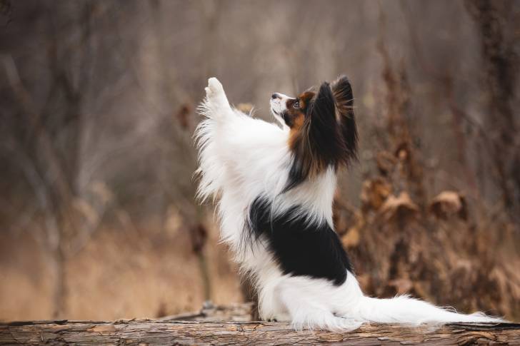 Photo Épagneul Nain Continental Papillon