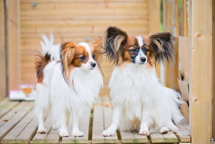 Photo Épagneul Nain Continental Papillon