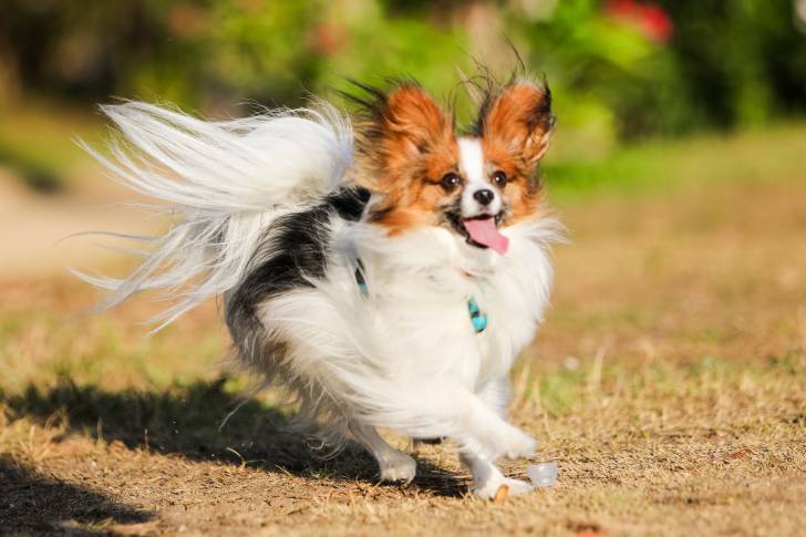 Photo Épagneul Nain Continental Papillon