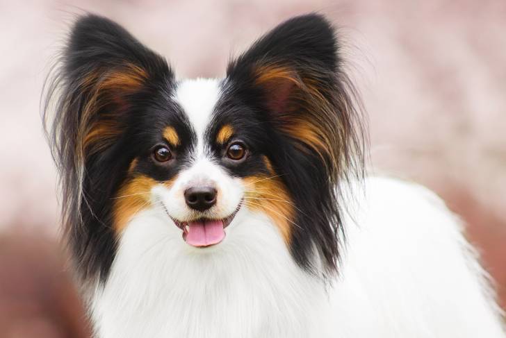 Photo Épagneul Nain Continental Papillon
