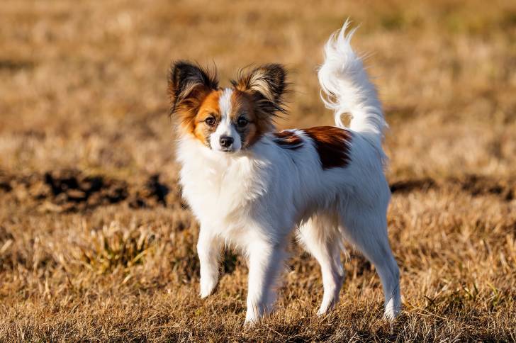 Photo Épagneul Nain Continental Papillon