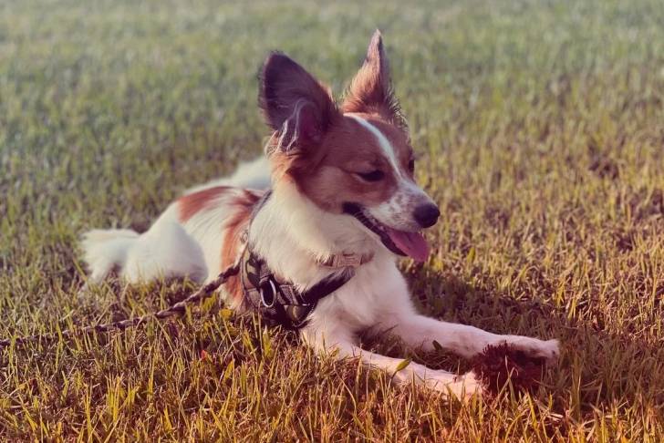 Un Épagneul Nain Continental Papillon allongé sur une surface gazonnée et qui est tenu en laisse 