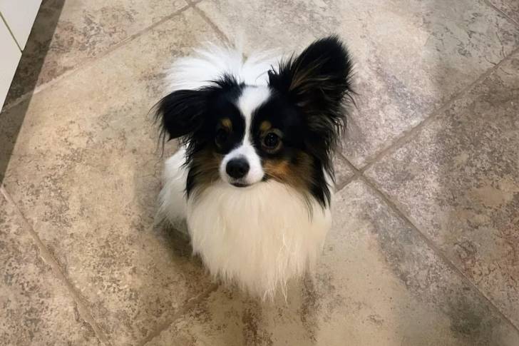 Un Épagneul Nain Continental Papillon assis sur un sol carrelé 