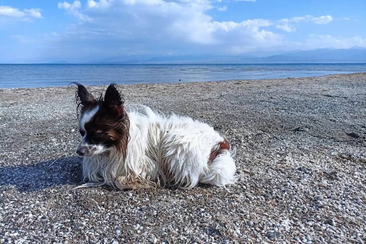 Un Épagneul Nain Continental Papillon allongé sur des gravillons et semblant détendu 