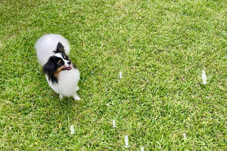 Un Épagneul Nain Continental Papillon sur une surface gazonnée 