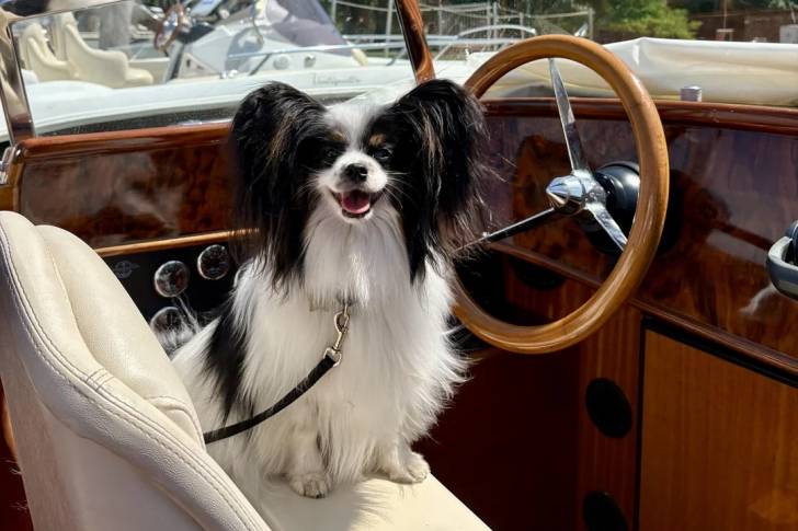 Un Épagneul Nain Continental Papillon assis sur le siège d'une voiture et qui est tenu en laisse 