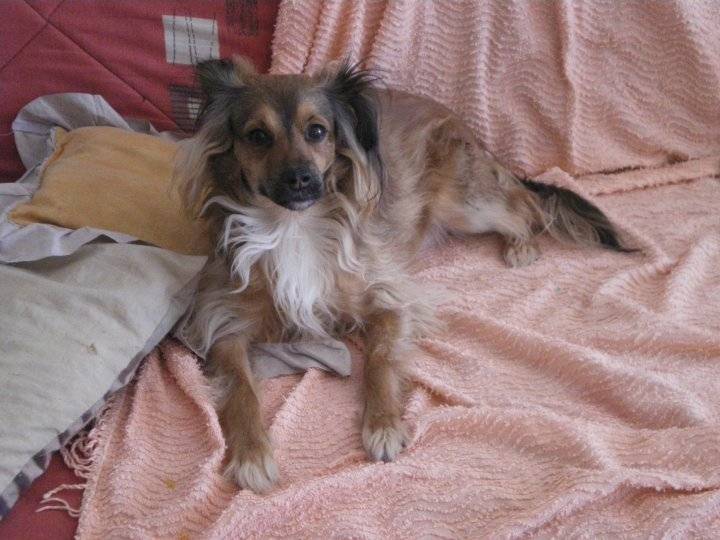 Vénus - Épagneul Nain Continental Papillon (5 ans)