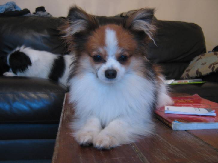 Romeo - Épagneul Nain Continental Papillon Mâle (1 an)