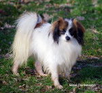 Génial - Épagneul Nain Continental Phalène