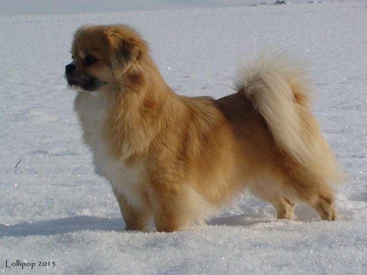 shaggy - Épagneul Tibétain (10 ans)