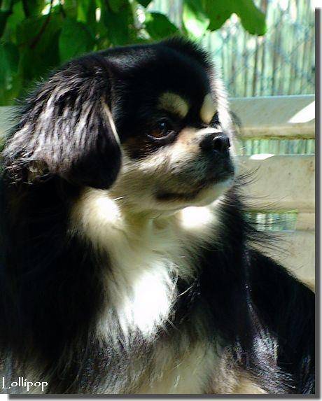 mister - Épagneul Tibétain Mâle (4 ans)