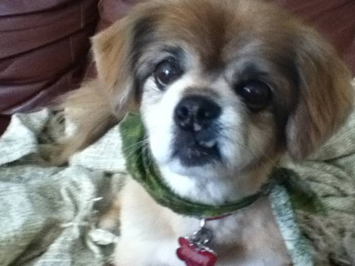 Rusty - Épagneul Tibétain Mâle (12 ans)