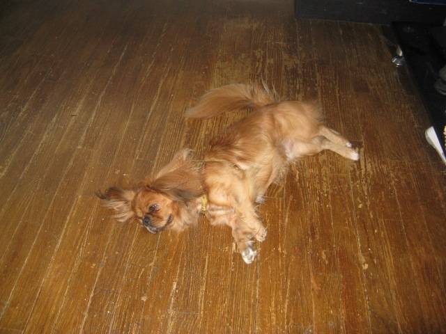Riki a chaud - Épagneul Tibétain Mâle (3 ans)