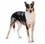 Photo Colley à Poil Court