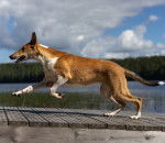 Photo Colley à Poil Court