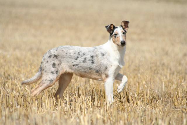 colley à poil court (smooth collie) - Colley à Poil Court