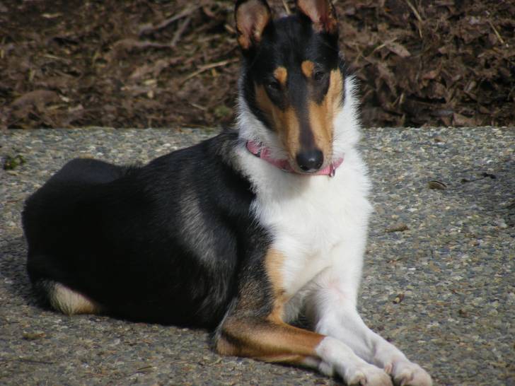 Starla - Colley à Poil Court (3 ans)