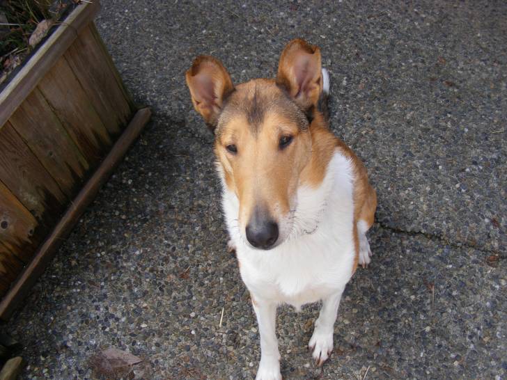 Dora - Colley à Poil Court (5 ans)