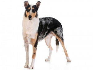 Un Colley à Poil Court sur fond blanc