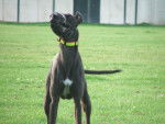 Lee - Greyhound (4 ans)