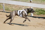 Photo Greyhound