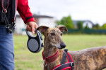 Photo Greyhound