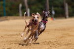 Photo Greyhound