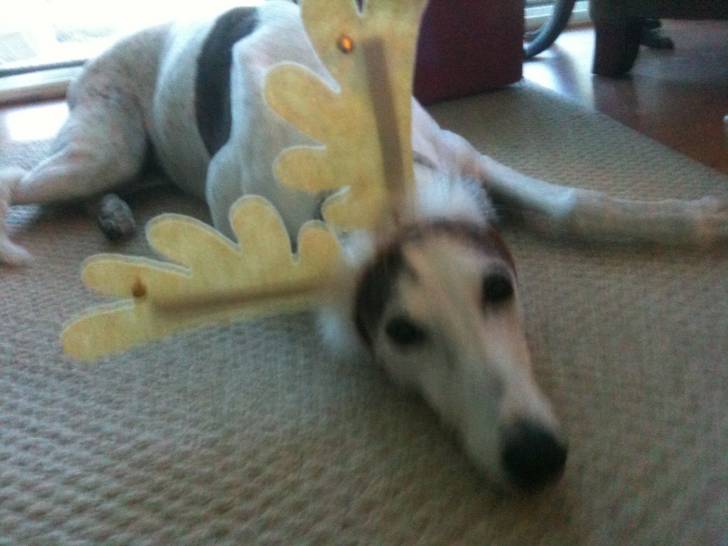 Carabella - Greyhound (11 ans)