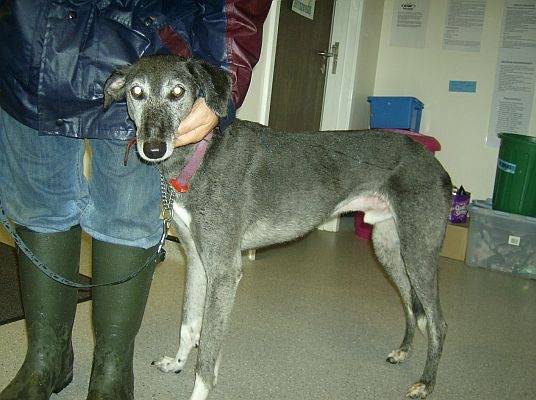 Merlin - Greyhound Mâle (11 ans)