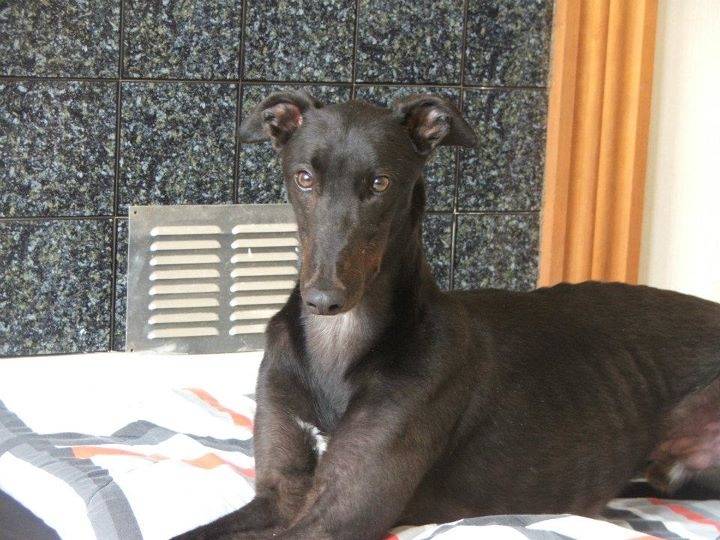 Lee - Greyhound Mâle (4 ans)