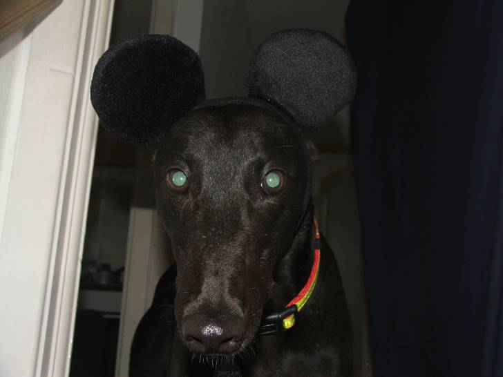 Lee - Greyhound Mâle (4 ans)
