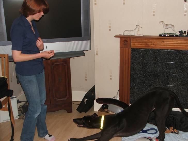 Lee - Greyhound Mâle (4 ans)