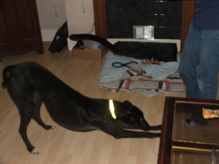 Lee - Greyhound Mâle (4 ans)