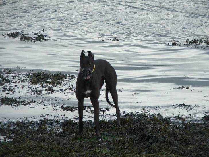 Lee - Greyhound (4 ans)
