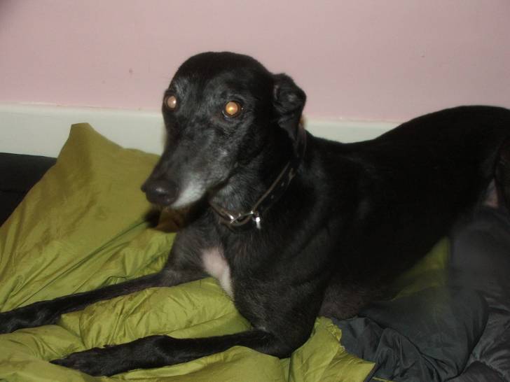 Stray/Edie - Greyhound (6 ans)