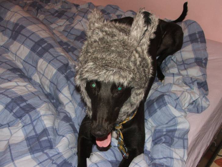 Lee - Greyhound Mâle (4 ans)