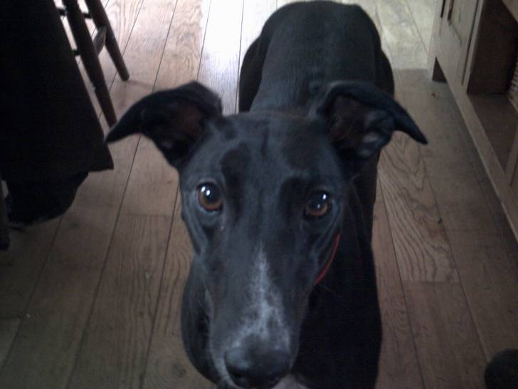 Jenny - Greyhound (5 ans)