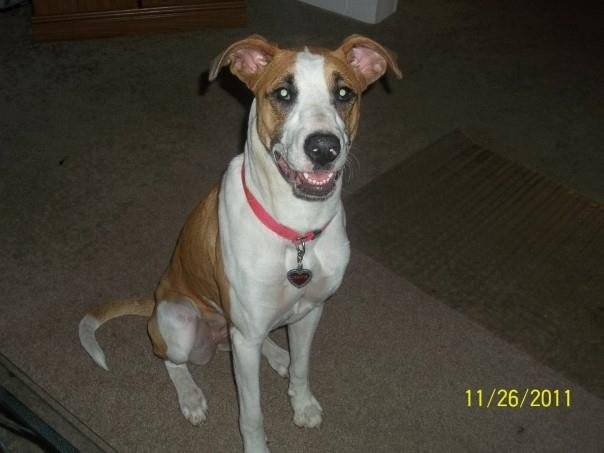 olivia - Greyhound (1 an)